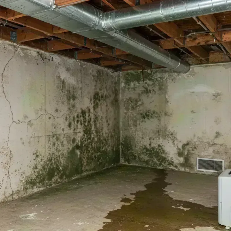 Professional Mold Removal in Pueblo West, CO